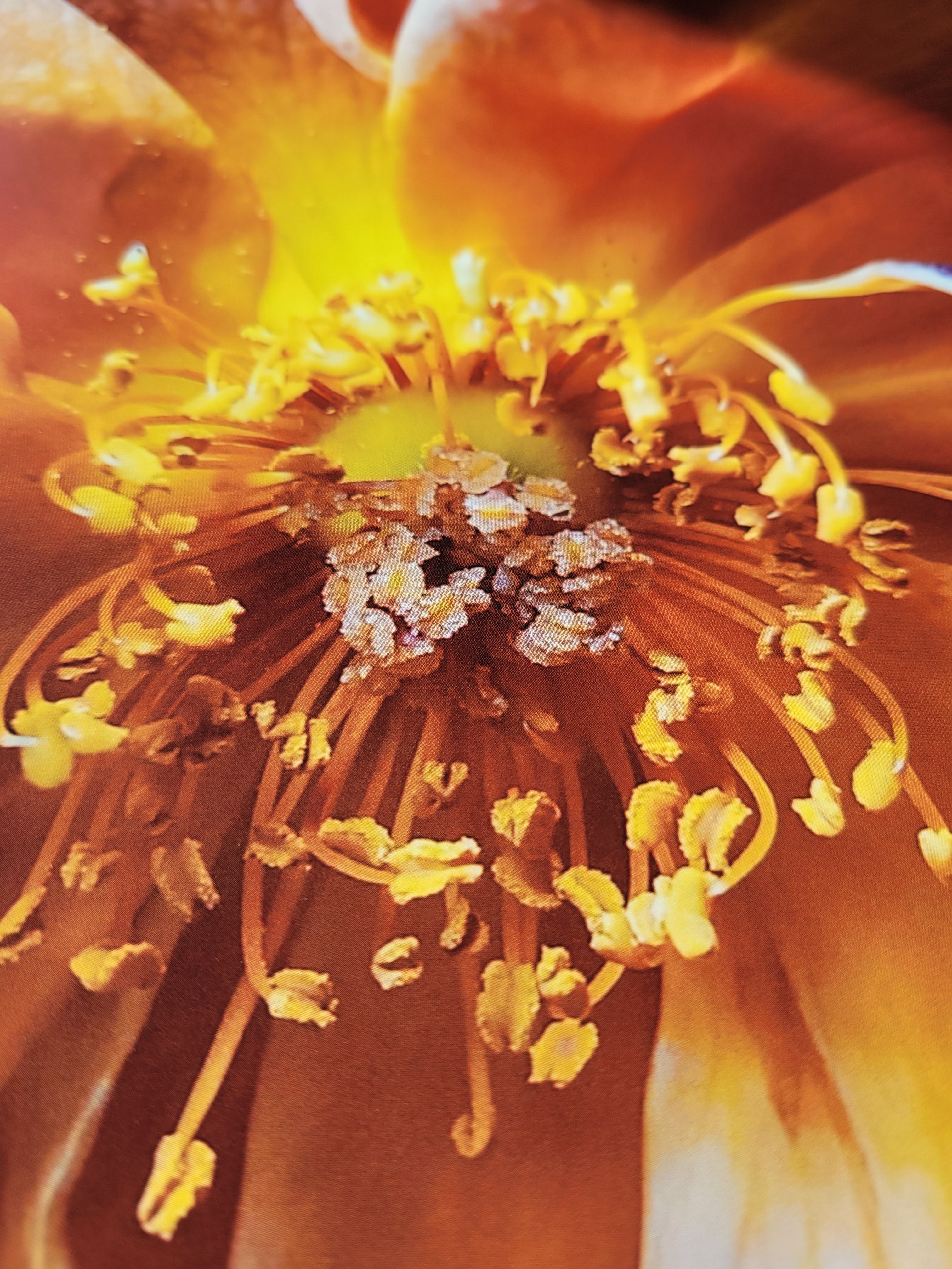 Pink Rose